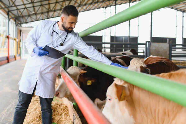 Veteriner eldiven takıyor, pano tutuyor, modern bir çiftlikte inekleri inceliyor, sağlıklarına ve sağlıklarına dikkat ediyor.