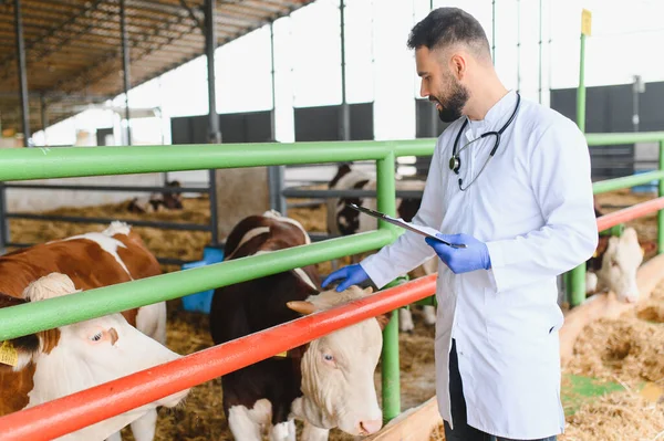 Modern bir çiftlik ortamında bir grup ineği inceleyen veteriner, hayvan sağlığı ve refahını sağlarken bir panoya özenle not alıyor.