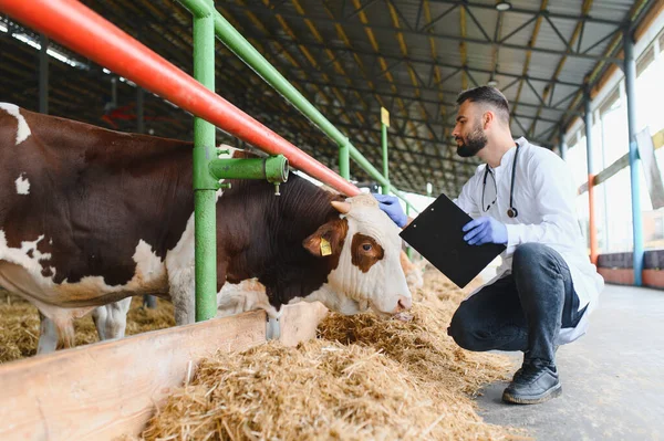 Veteriner eldiven takıyor ve pano tutuyor. Modern çiftlik ahırında ineğin sağlığını inceliyor. Kaliteli çiftlik hayvanlarının bakımını sağlıyor.