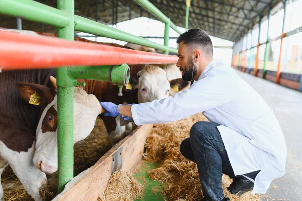 Veteriner ahırın içindeki bir ineğe sağlık kontrolü yapıyor. Hayvanların sağlığını sağlamak için.