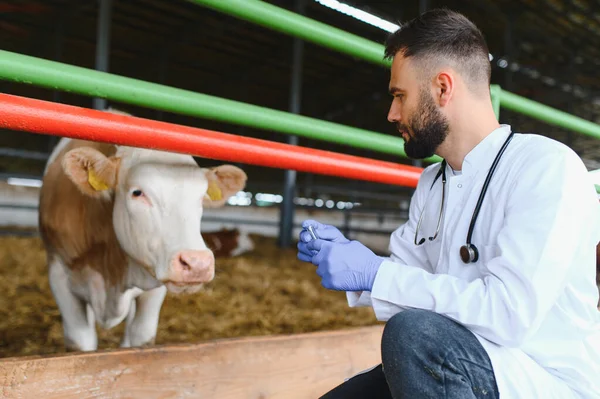 Veteriner ahırın içinde bir ineğe tıbbi tedavi uygulamak için şırınga hazırlıyor.