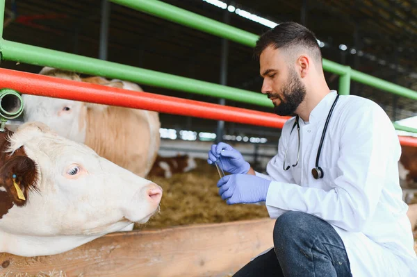 Veteriner elinde şırınga tutuyor, inekler için aşı hazırlıyor, çiftlik hayvanlarının sağlığını ve hastalığını önlüyor.