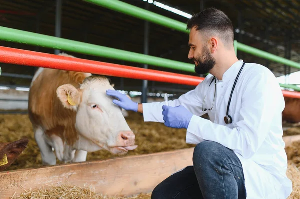 Veteriner eldiven takıyor ve elinde şırınga tutuyor kırsal bir çiftlikteki ahırda bir ineğe aşı yapmaya hazırlanıyor.