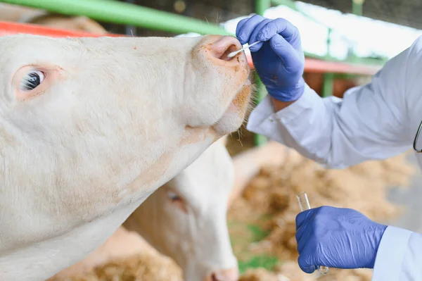 Veteriner inerden pamuk çubuğu kullanarak burun sümüğü topluyor, çiftlikte tıbbi muayene yapıyor.