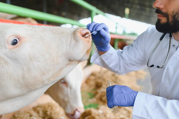 Veteriner çiftlik ortamında tanı testi için inekten burun sümüğü örneği topluyor.