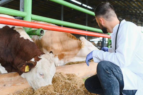 Veteriner eldiven takıyor, şırınga tutuyor, ahırda saman yiyen ineği aşılamaya hazırlanıyor.