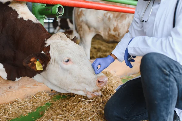 Eldiven giyen veteriner modern bir ahırda inekten burun sümüğü almak için örnek alır ve tedavi için muayene eder.
