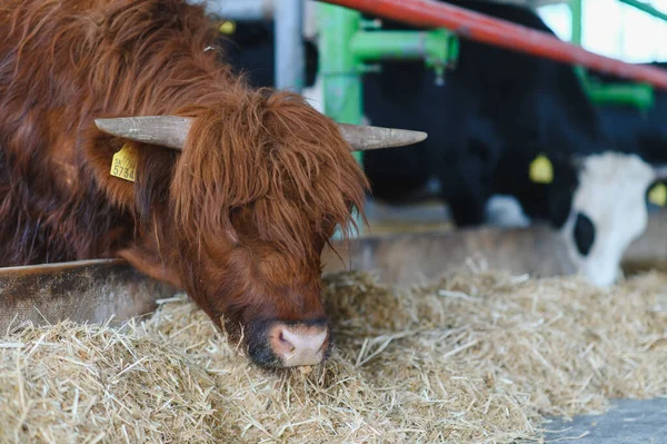 Kahverengi dağ ineği ahırın içinde samanla besleniyor. Etrafı diğer ineklerle çevrili. Çiftlik hayatını ve çiftlik hayvanlarını gösteriyor.