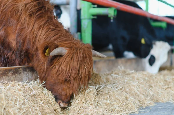 Kahverengi dağ ineği ahırın içinde samanla besleniyor, arka planda sürdürülebilir tarım uygulamalarını temsil eden diğer inekler var.