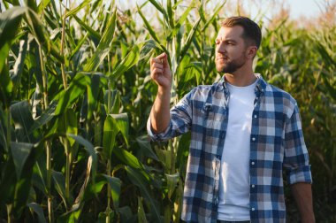 Çiftçinin ekili bir tarladaki mısır bitkilerinin sağlığını incelemesi, verimli bir hasat sağlaması,