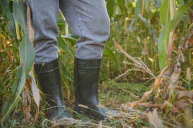 Mısır bitkilerinin arasında dikilen lastik çizme giyen çiftçi, ürün koruması ve sağlıklı büyüme sağlıyor.