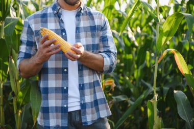 Çiftçi verimli bir mısır tarlasında olgun bir mısır koçanı tutuyor ve denetliyor, başarılı bir hasat sağlıyor.