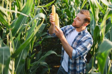 Tarlada yetişmiş mısır koçanları tutan ve inceleyen çiftçi, hasatın kalitesini kontrol ediyor.