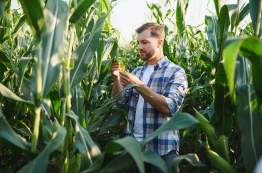 Çiftçi yemyeşil bir alanda mısır yaprağını dikkatlice inceleyerek sağlıklı ürün büyümesini ve potansiyel tarım sorunlarının değerlendirilmesini sağlar.