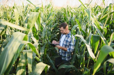 Çiftçi ekili tarım arazilerindeki mısır saplarını analiz ediyor, pano tutuyor ve not alıyor, sağlıklı büyümeyi sağlıyor ve verimi artırıyor.