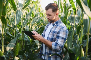 Çiftçi, mısır tarlasını incelerken panoya notlar yazarak sağlıklı bir büyüme ve başarılı bir hasat planlaması sağlıyor.