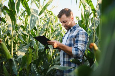 Çiftçi mısır ekinlerinin büyümesini inceliyor, bir panoya not alıyor, yemyeşil bir tarlanın ortasında.