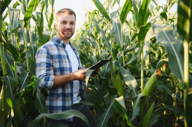 Mutlu çiftçi mısır ekimi büyümesini tarlada dijital tablet kullanarak analiz ediyor, sağlıklı ekin gelişimi sağlıyor.