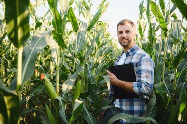 Pano tutan çiftçi ekili alandaki mısır bitkilerinin büyümesini kontrol ediyor.