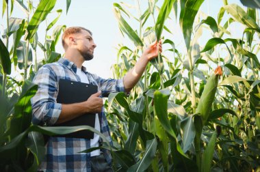 Elinde pano tutan çiftçi tarım alanındaki büyüme ve hastalık için mısır saplarını inceliyor.