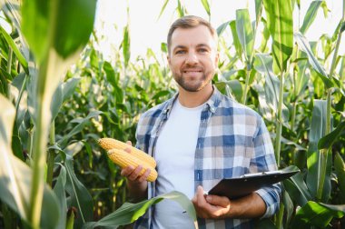 Mısır koçanı ve pano taşıyan çiftçi, sağlıklı mısır tarlasını denetliyor, başarılı bir hasat garantisi veriyor.
