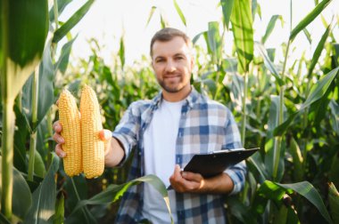 Gülümseyen çiftçi ekilmiş mısır tarlalarında olgun mısır koçanları gösteriyor ve elinde bir pano tutuyor, hasattan memnun.