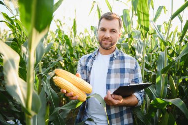 Mısır koçanı ve pano tutan çiftçi, güneşli bir yaz gökyüzünün altında canlı bir mısır tarlasında ürünleri dikkatle inceliyor.