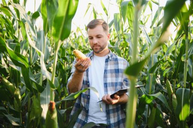 Çiftçi mısır koçanı teftiş ediyor ve ekili bir tarlada yemyeşil mısır bitkileriyle çevrili bir panoya not alıyor.