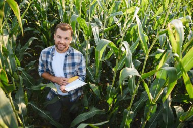 Mutlu çiftçi mısır ekinlerini inceler, bir koçan tutar ve not alır, başarılı bir hasat garantisi verir.