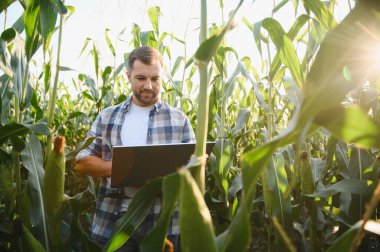 Çiftçi tarım alanındaki mısır bitkilerini incelemek için dizüstü bilgisayar kullanıyor, modern tarım teknolojilerini uyguluyor.