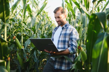 Mısır tarlasında dizüstü bilgisayar kullanan çiftçi, ürün yönetimi ve sürdürülebilir tarım uygulamaları için hassas tarım uyguluyor