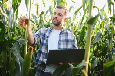 Diz üstü bilgisayar tutarken mısır bitkisinin büyümesini analiz eden çiftçi, verimli ürün yönetimi için tarımsal teknoloji sergiliyor