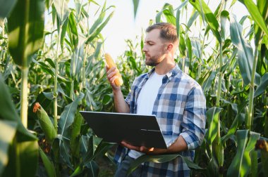 Mısır büyümesini analiz eden çiftçi, yaz mevsiminde canlı bir tarım alanında veri toplamak için dizüstü bilgisayar kullanırken,