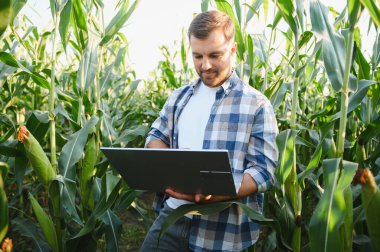 Diz üstü bilgisayar kullanarak mısır ekinlerini analiz eden çiftçi, verimi artırmak ve sürdürülebilir tarım için modern hassas tarım teknikleri uyguluyor