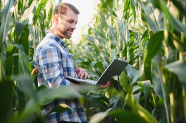 Çiftçi mısır ekinlerini bir dizüstü bilgisayar kullanarak analiz ediyor, verimi ve sürdürülebilirliği artırmak için modern hassas tarım teknikleri uyguluyor.