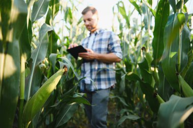 Dijital tablet kullanarak mısır tarlasında gezinen çiftçi, gelişmiş ürün büyümesi için modern hassas tarım teknikleri uyguluyor