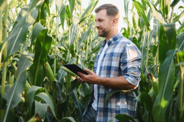 Tarım alanındaki mısır bitkilerini incelerken dijital tablet kullanan mutlu çiftçi, verimli ürün yönetimi için modern teknolojiyi kucaklıyor