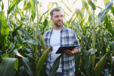 Mutlu çiftçi mısır koçanı tutuyor ve gün batımında mısır tarlasında ekinleri incelerken dijital tablet kullanıyor.
