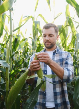 Çiftçi gün batımında ekili tarlalarda mısır koçanı teftiş ederek sağlıklı büyüme ve hasat potansiyelinin değerlendirilmesini sağlıyor.