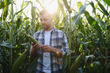 Gün batımında canlı bir mısır tarlasında mısır koçanı inceleyen çiftçi mevsim için bol ve sağlıklı bir hasat sağlıyor.