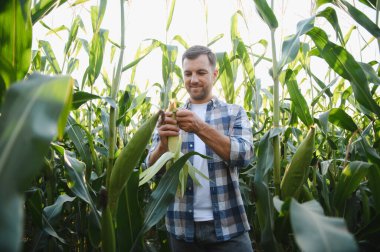 Mutlu çiftçi hasat mevsiminde, gün batımında ekili bir tarlada mısır koçanı kalitesini kontrol ediyor.
