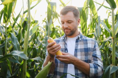 Mutlu çiftçi ekilmiş bir tarlada olgun bir mısır koçanı teftiş ediyor, batan güneşin sıcacık parıltısı altında emeğinin meyvelerinin tadını çıkarıyor.