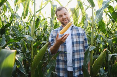 Uçsuz bucaksız mısır tarlasında mısır koçanıyla hokkabazlık yapan mutlu çiftçi, olgunlaşmış mısır ve yeşilliklerle çevrili iken hasat mevsiminin neşesini kutluyor.