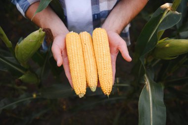 Olgun mısır koçanları tutan çiftçi, canlı bir mısır tarlasının ortasında verimli bir hasat kutluyor, yaz ürünlerinin bolluğunu gösteriyor.
