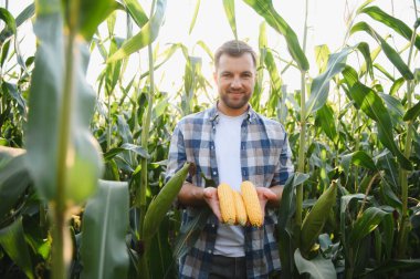 Olgun mısır koçanları tutan çiftçi yemyeşil bir mısır tarlasının ortasında, tarlaların üzerinde canlı bir günbatımının ışıltısında güneşleniyor.
