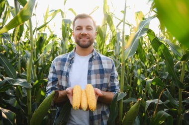 Mutlu çiftçi gün batımında ekili mısır tarlasında olgun mısır koçanları gösteriyor.
