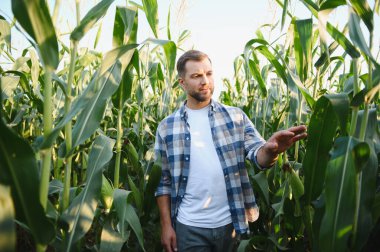 Yeşillik bir tarlada mısır mahsulünün büyümesini inceleyen çiftçi sağlıklı ve bol miktarda hasat sağlar.