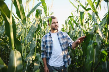 Tarladaki mısır bitkilerini inceleyen çiftçi sağlıklı büyüme ve hasat potansiyelinin değerlendirilmesini sağlıyor.