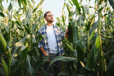 Çiftçi, mısır bitkilerinin büyümesini büyük bir tarlada inceleyerek sağlıklı ve cömert bir hasat sağlıyor.