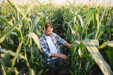 Çiftçi gün batımında ekili bir tarlada sağlıklı mısır bitkilerini teftiş ediyor, cömert bir hasat sağlıyor.
